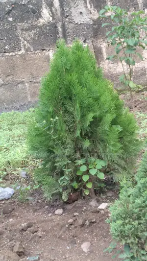 Real'one Garden for Home Plant, Landscape Plant