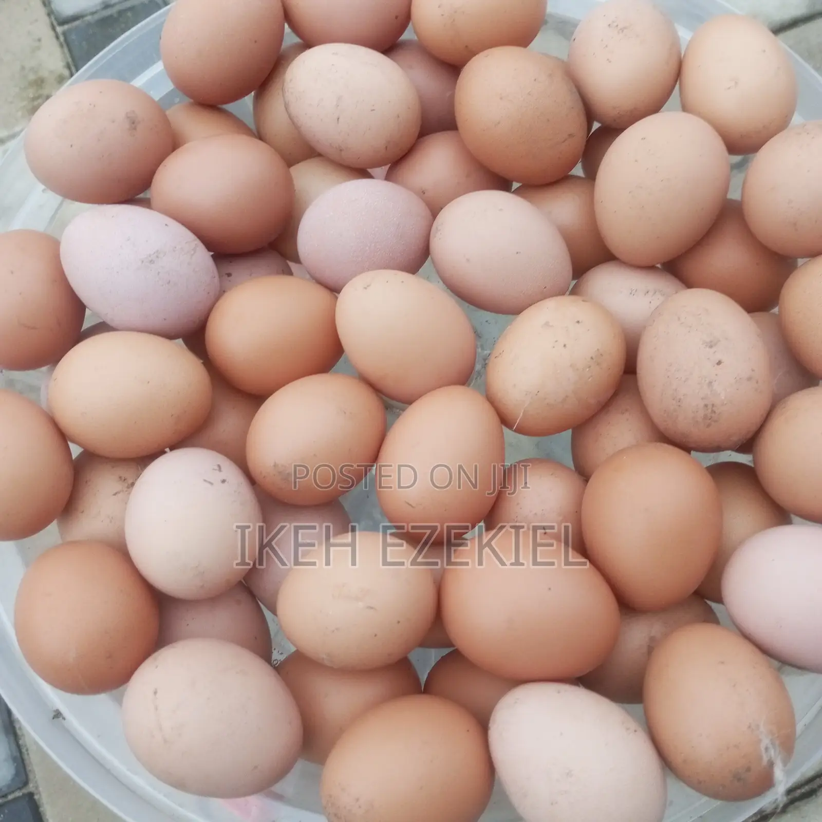 Fertilized Layer Eggs and Their Chicks