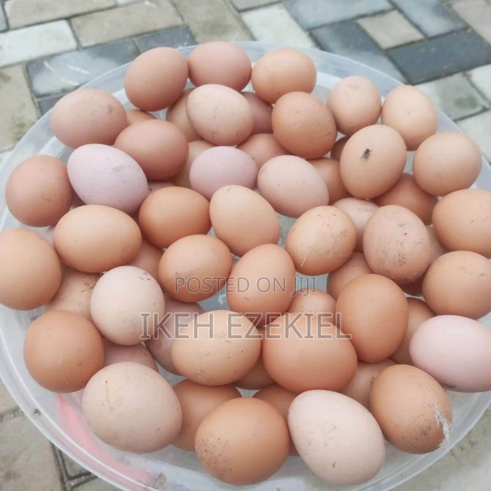 Fertilized Layer Eggs and Their Chicks