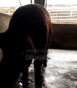 Imported Pureline Duroc Breed