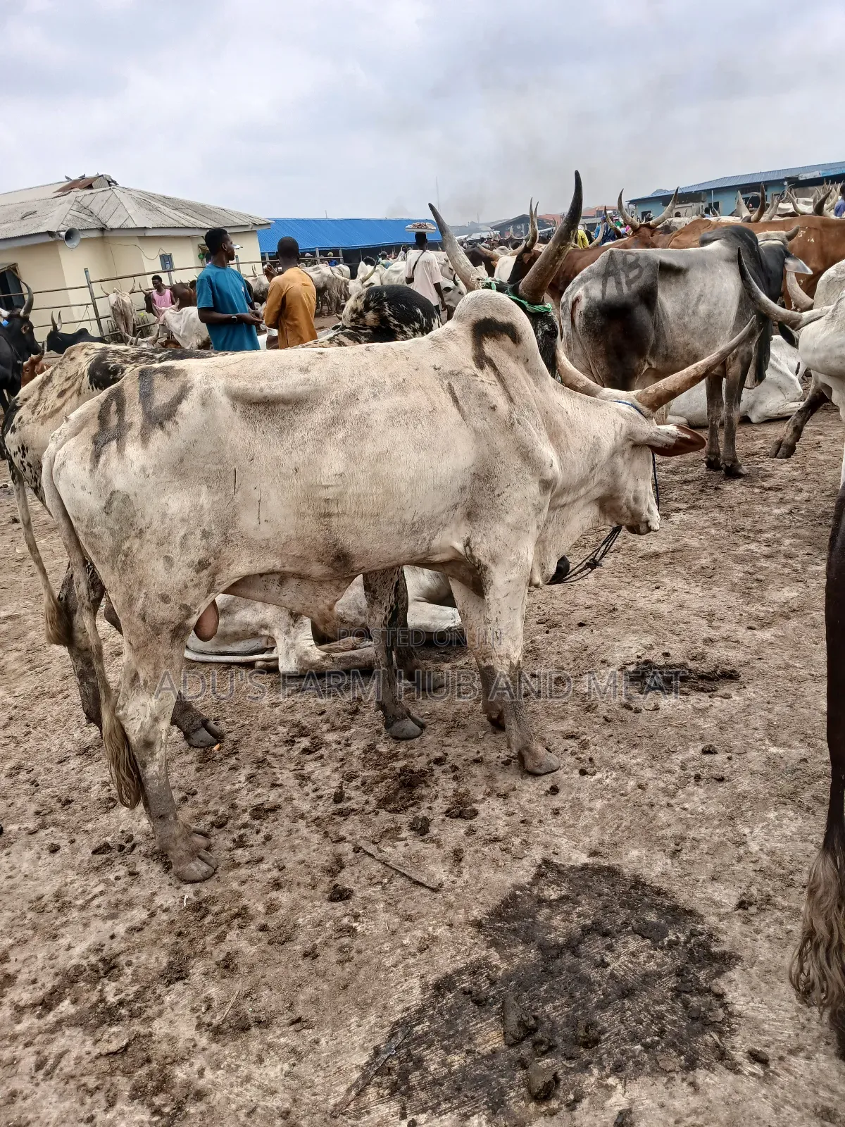 Big Healthy Cows