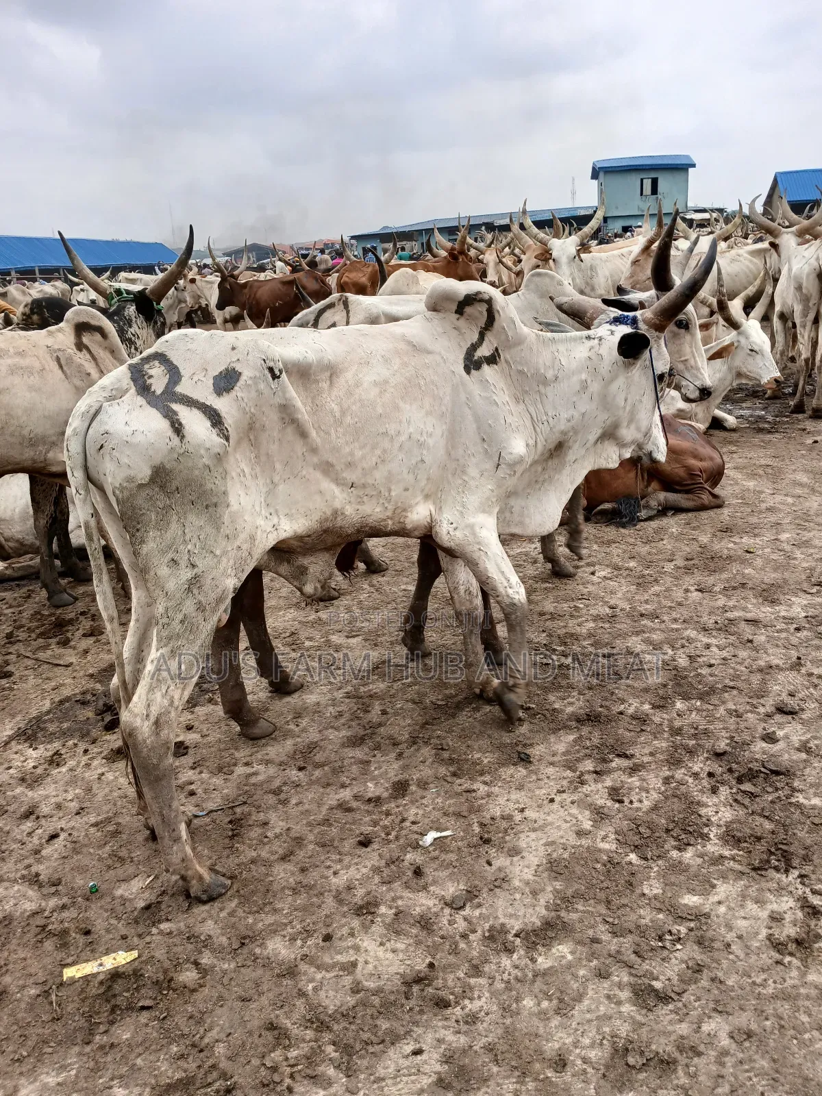 Big Healthy Cows