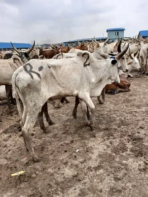 Big Healthy Cows