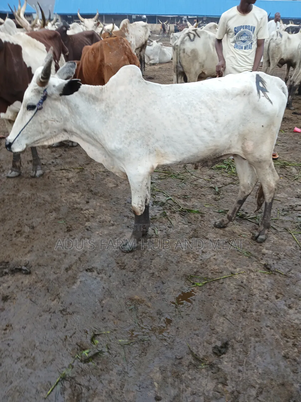 Medium Sized Cows