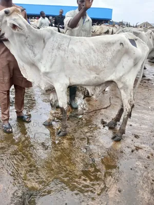 Very Big Cows