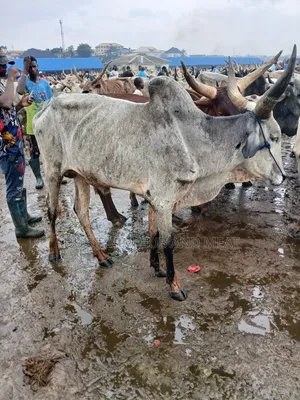Very Big Cows