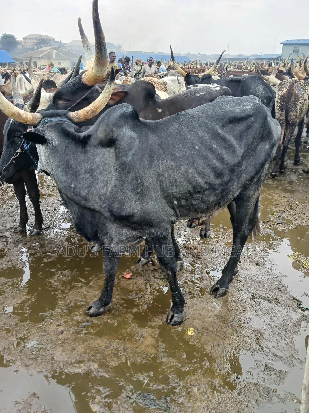 Very Big Cows