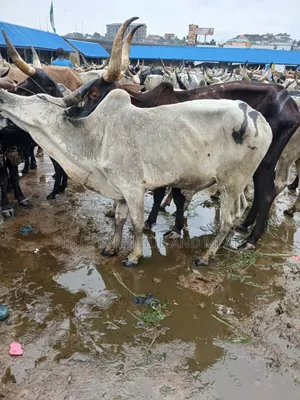 Very Big Cows