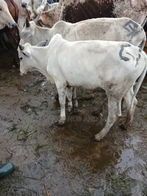 Big, Healthy and Fleshy Cows