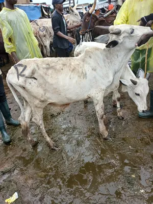 Big, Healthy and Fleshy Cows