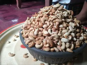 Fresh Milky Cashew Nut Karnel
