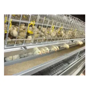 Imported Broiler Cages For Meat Yield 500-40,000 Chickens