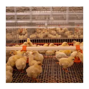 Imported 120 Broiler Chicken Cage For 500-40,000 Broilers