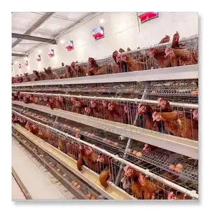 Optimize: With Imported 120 Layer Cages:500-40,000 Chickens