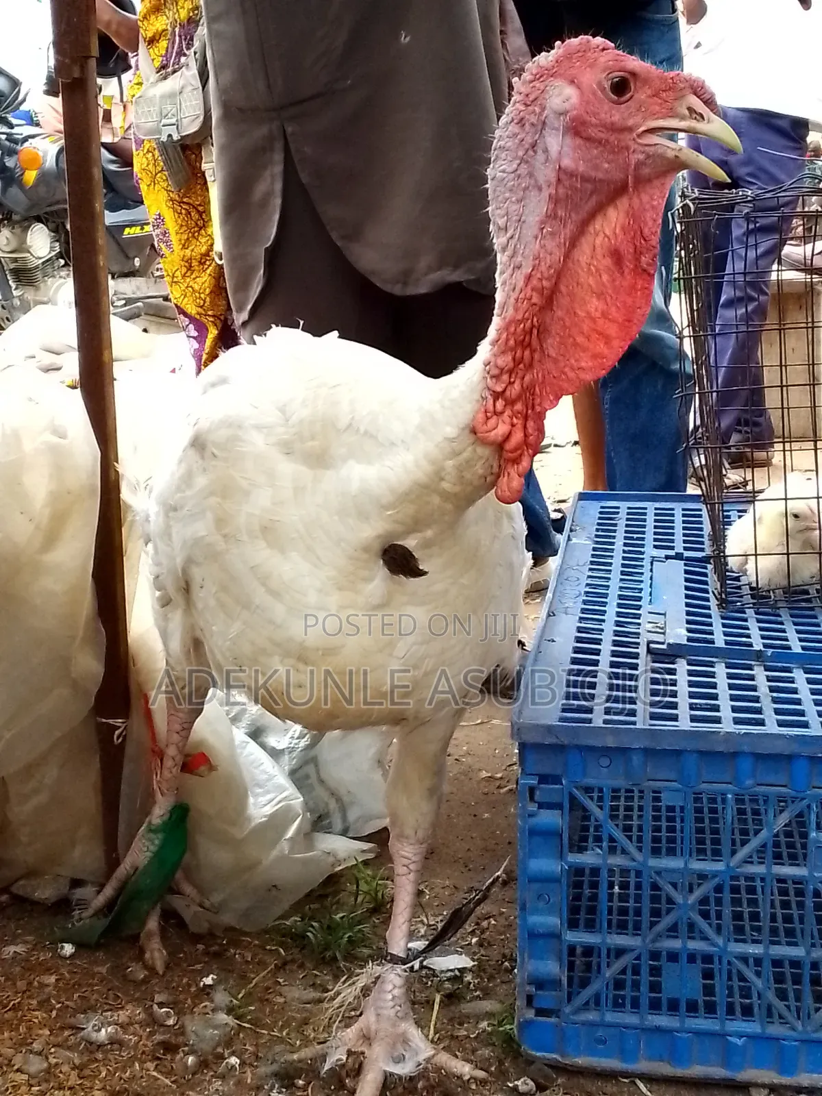 Mature Turkey