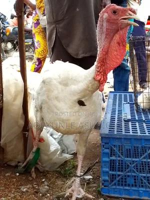 Mature Turkey
