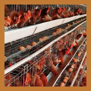 Efficient Layer Battery Cages For 500-40,000 Chickens