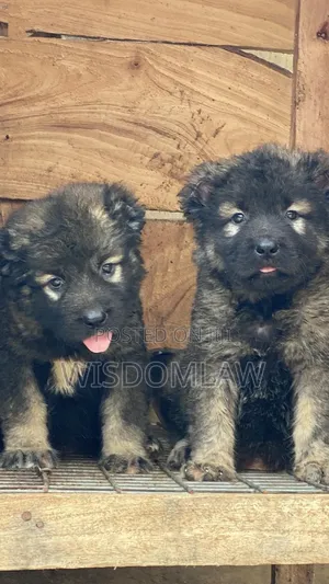 1-3 months Female Purebred Caucasian Shepherd