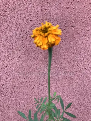African Giant Marigold