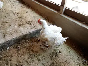 Broiler Chicken
