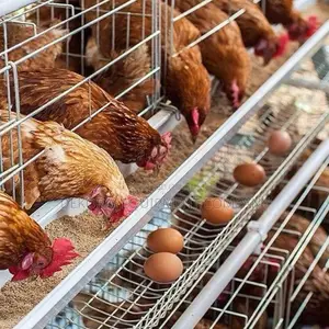 Quality Imported Layer Cages: 500-40,000birds Egg Production