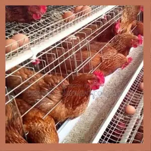 Automatic Foreign Poultry Layer Cages 500-40,000 Chickens