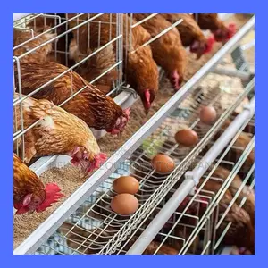 Premium Imported 96-layer Cage For Maximum Egg Production