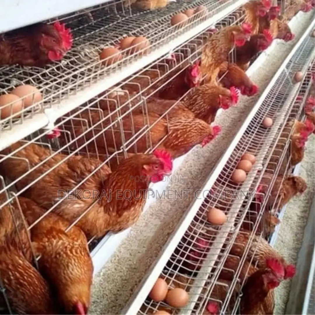 Efficient 96-layer Cage For Better Egg Production