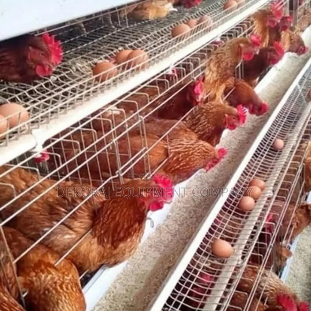 96-layer Cage Imported Type ( Egg Production Performance