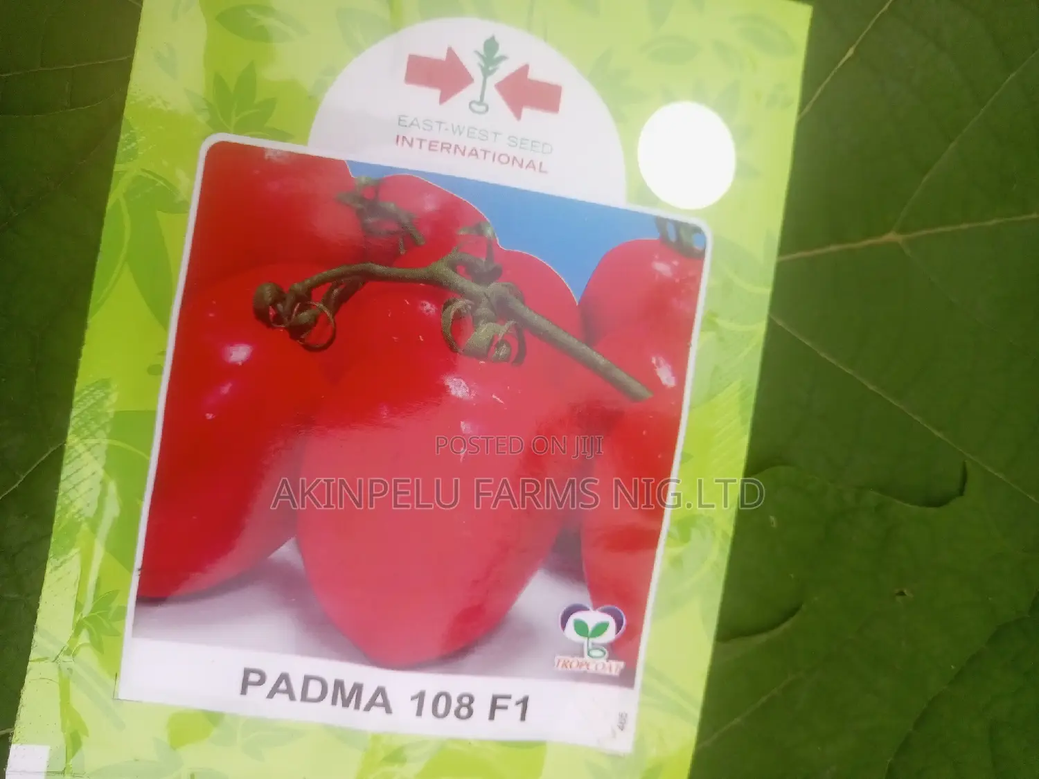 PADMA F1-Tomato Seed