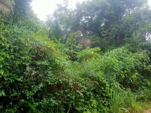 500,000 Acres of Farmland for Sale in Erinmo-Ijesa, Oriade, Osun State