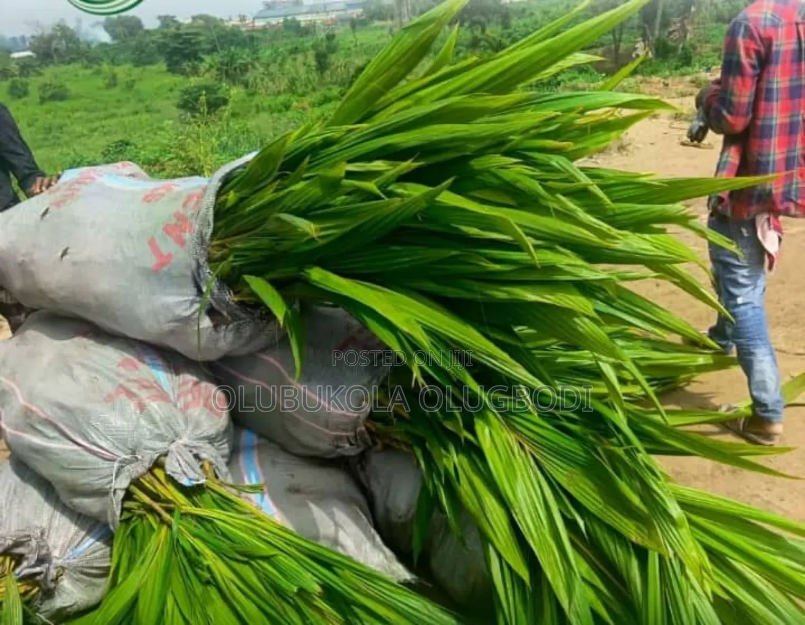 Tenera Oilpalm Seedlings
