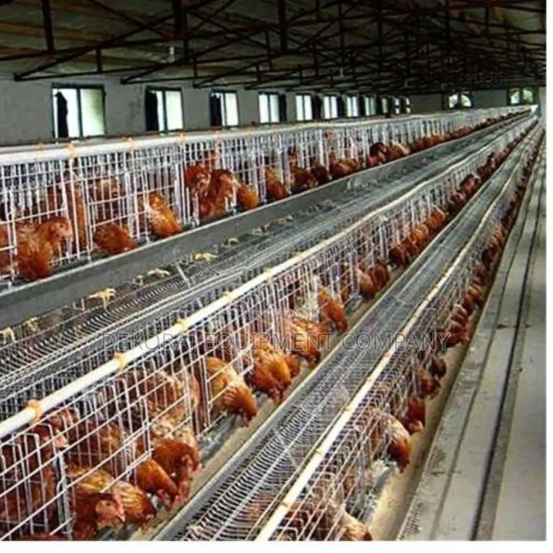 Imported Layer Cages for Optimal Egg Production 500 Chicken