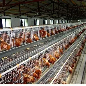 Imported Layer Cages for Optimal Egg Production 2500bird