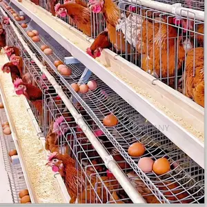 Imported Layer Cages For Optimal Egg Production 6500 Chicken