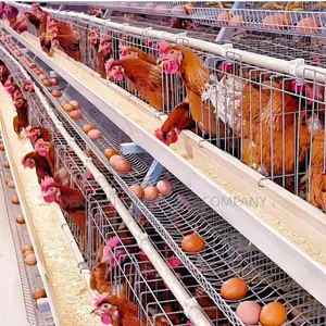 Imported Layer Cages For Optimal Egg Production 7000 Chicken
