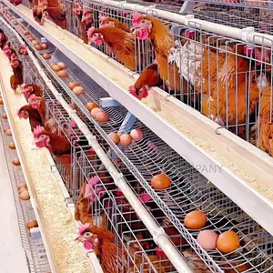 Imported Layer Cages For Optimal Egg Production 7500 Chicken
