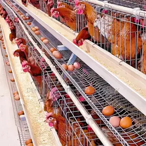 Imported Layer Cages For Optimal Egg Production 8000 Chicken