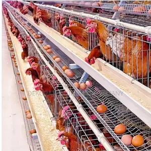160 Birds Imported Layer Cages, Egg Sales,Debeaker