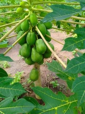 Hybrid Dwarf Pawpaw Seedlings