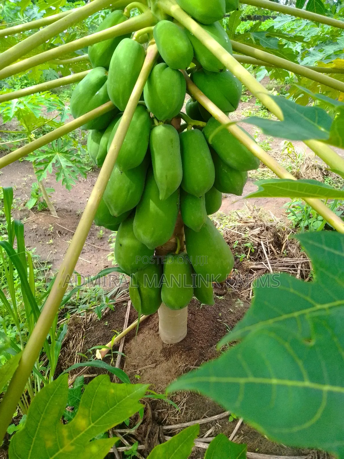 Hybrid Dwarf Pawpaw Seedlings