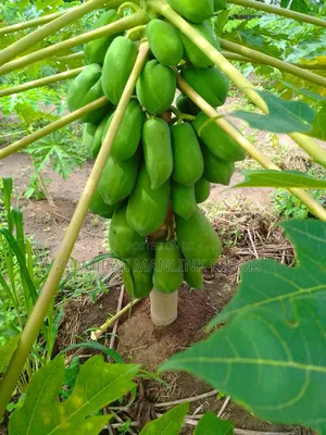 Hybrid Dwarf Pawpaw Seedlings
