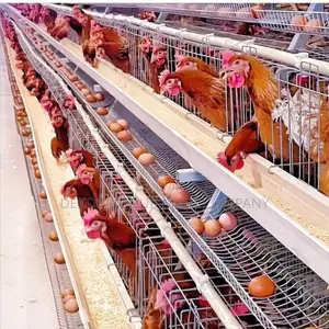 Imported Layer Cages for Optimal Egg Production 10000chicken