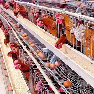 Imported Layer Cages for Optimal Egg Production 11,000birds