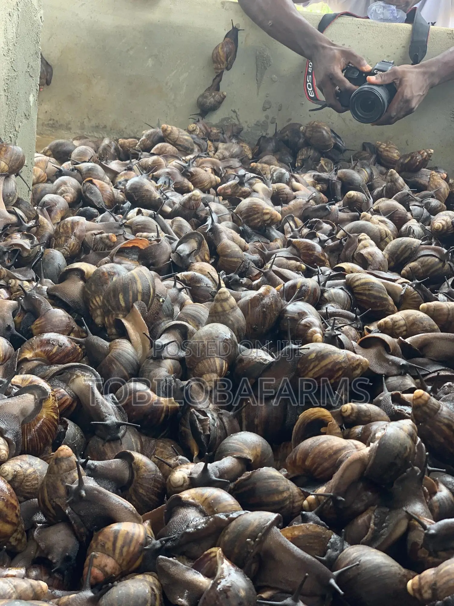Snail Farming Consultants
