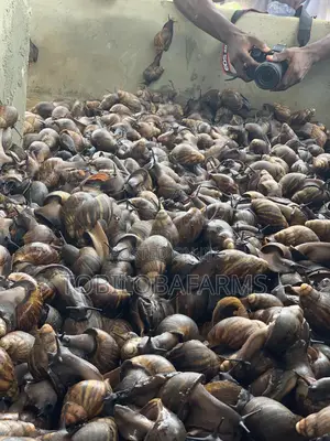 Snail Farming Consultants