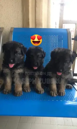 1-3 months Female Purebred German Shepherd