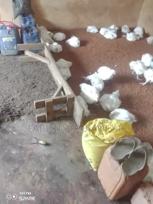Chicken Manure