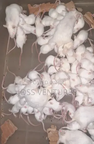 Albino Mice (Balb/C)