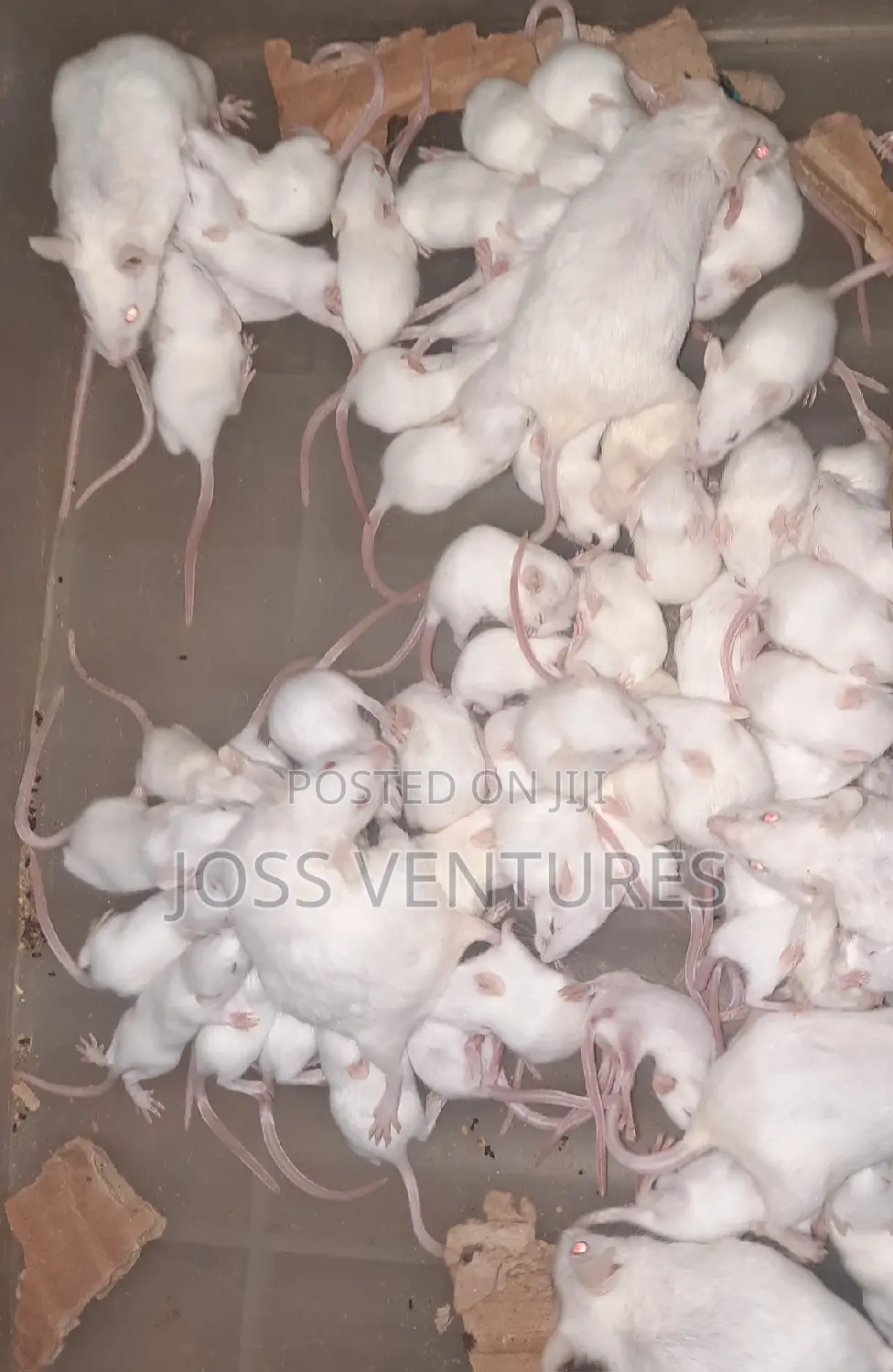 Albino Mice (Balb/C)